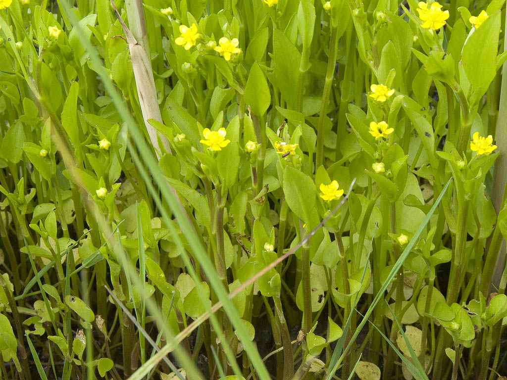 Ranunculus cfr. ophioglossifolius